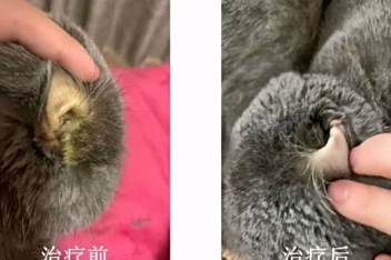 猫的黄疸肝病站不稳了 百度视频搜索