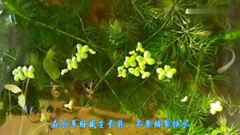 蜈蚣草发黑腐烂是怎么回事 金鱼藻水草烂叶的原因和鱼缸种植方法 蜈蚣草发黑腐烂是怎么回事 金鱼藻水草烂叶的原因和鱼缸种植方法