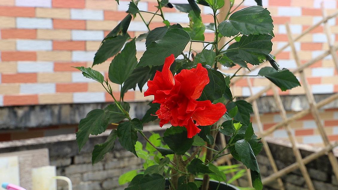 服务升级 2木槿花养护技巧: 花期时怎么养护木槿花,总共五点,这五点