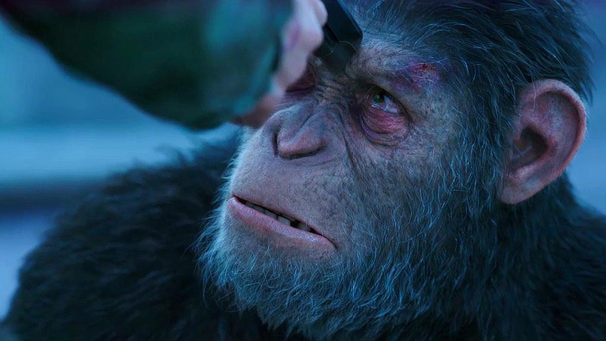 猩球崛起3:猿族首领为族人出头,惨遭鞭刑,性命危在旦夕!