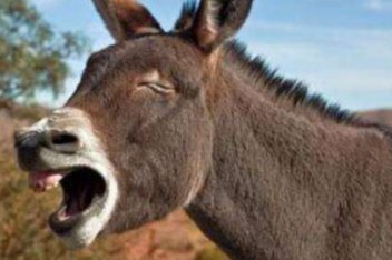 驴叫_百度视频搜索