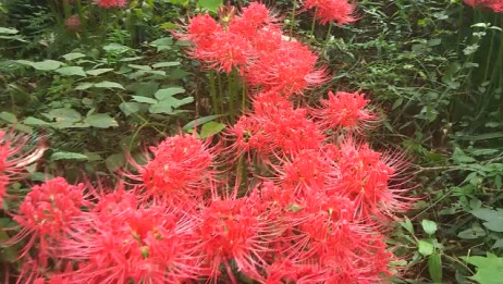 传说中的彼岸花 见花不见叶 见叶不见花 爱言情