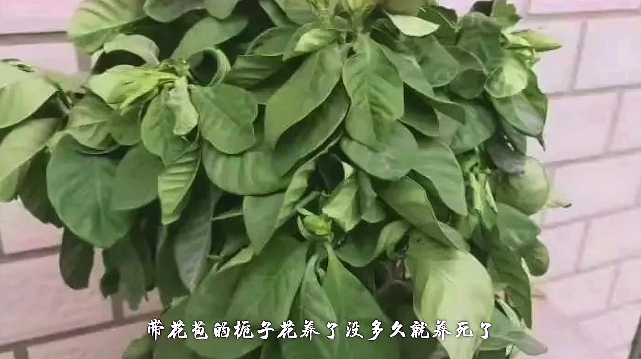 栀子花买回来就发蔫掉蕾?多半是犯了这4个错误!