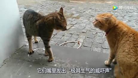 强烈推荐几只脾气超好的猫咪 怎么撸都不会生气的那种哦 相关视频 猫咪也有 发脾气 的时候 这样摸猫咪会激怒它哦 爱言情 爱生活爱言情 强烈推荐几只脾气超好的猫咪 怎么撸都不会生气的那种哦 相关视频 猫咪也有 发脾气 的时候 这样摸猫咪会激怒它哦 爱言情 爱生活爱言情