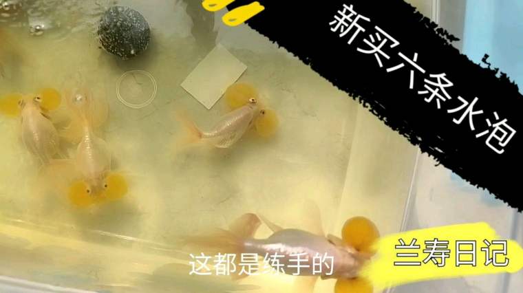 金鱼吃水面泡泡正常吗 百度 金鱼吃水面泡泡正常吗 百度