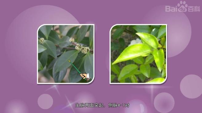 原来塔蕾假卫矛长这样