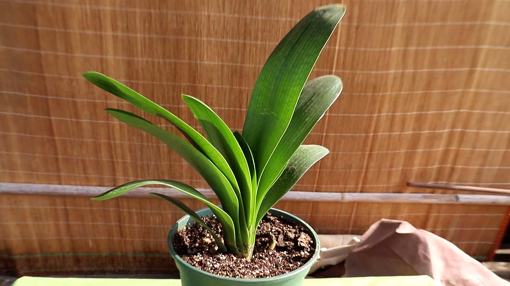 君子兰总是不开花?别着急,可能是"乳臭未干"