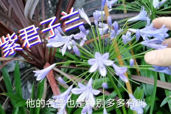 紫君子兰花图片 百度