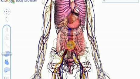 谷歌人体浏览器 3d人体模型 爱言情 谷歌人体浏览器 3d人体模型 爱言情