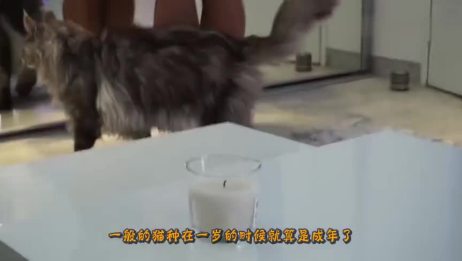 5至6个月大的小猫 上面的一颗犬齿断了 好像还留了点牙根在那里 它的牙还会再长吗 断掉的牙根要怎么处 相关视频 超级萌宠 5只6个月大的小猫 谁要抱回家 爱言情