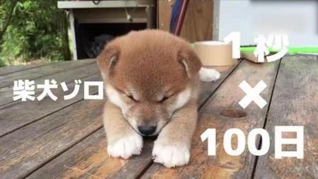 柴犬成长过程阶段图 百度