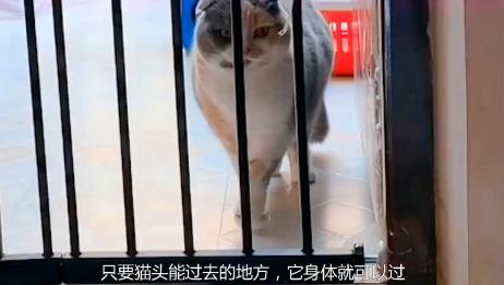 猫是液体 不接受反驳 不信你看 爱言情