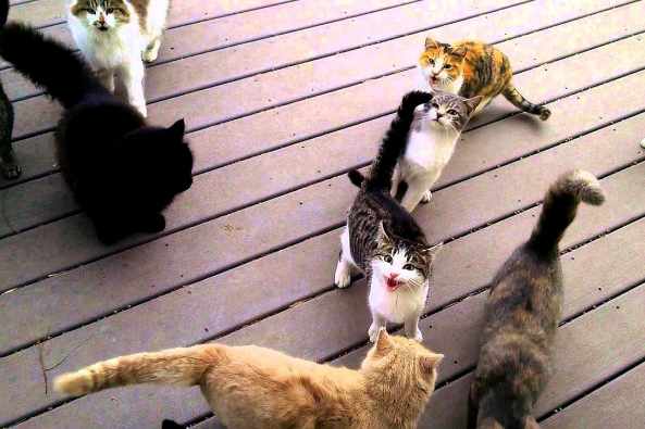 活猫烧身视频 百度 活猫烧身视频 百度