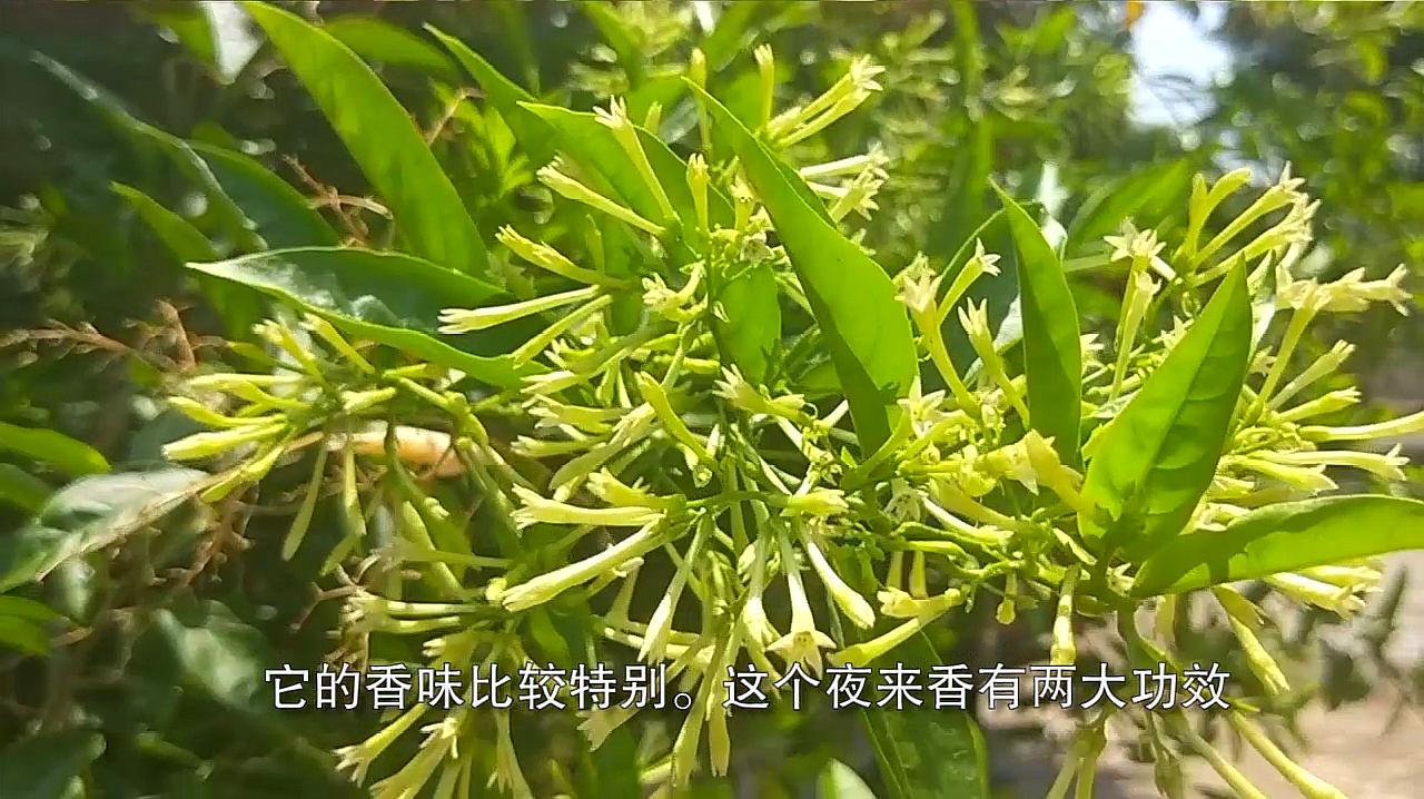 夜来香的种植方法和养护办法