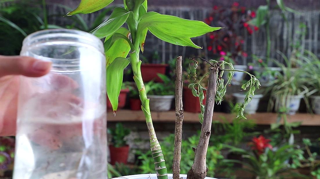 观音竹的养殖方法和注意事项