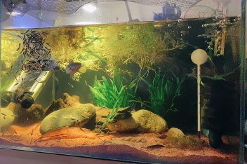 雷龙鱼不放底砂 百度视频搜索 雷龙鱼不放底砂 百度视频搜索