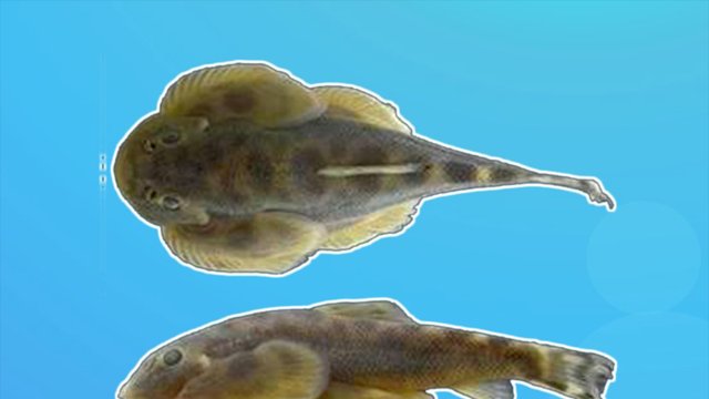 00:46  来源:好看视频-原来四川华吸鳅长这样 3原来伍氏华吸鳅长昭