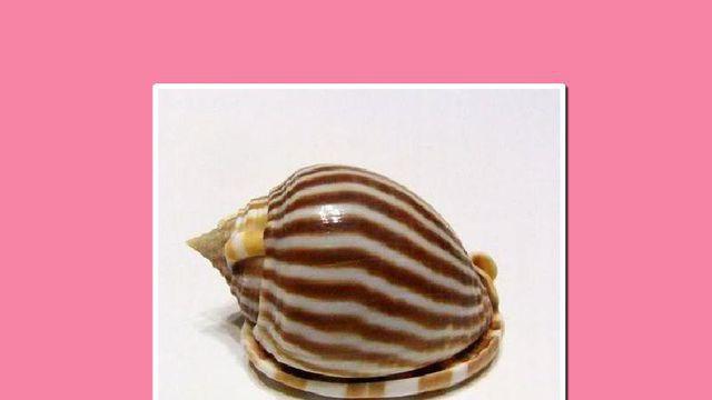 鬘螺的种类有哪些