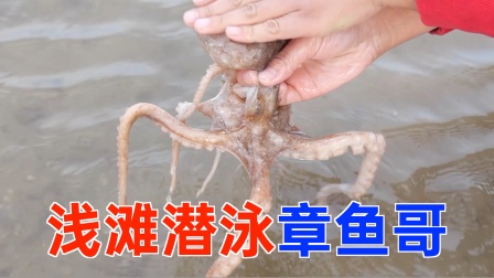 浅滩大梅赶海邂潜泳八爪,带回家洗热水澡