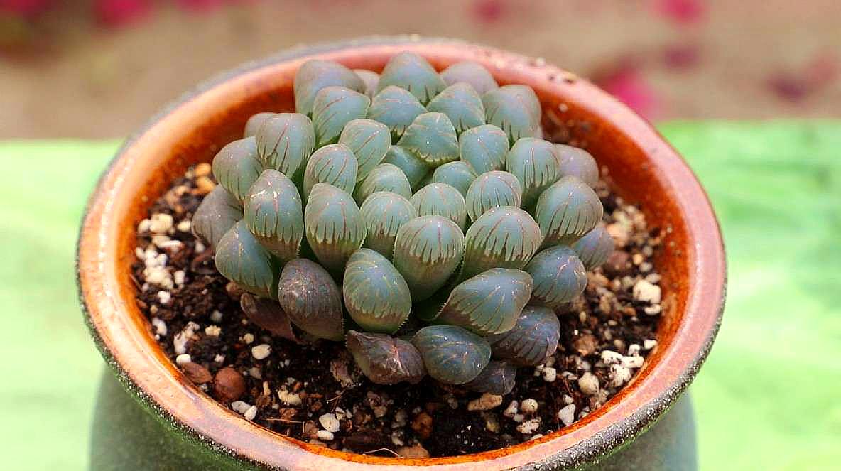 玉露怎么养最好?