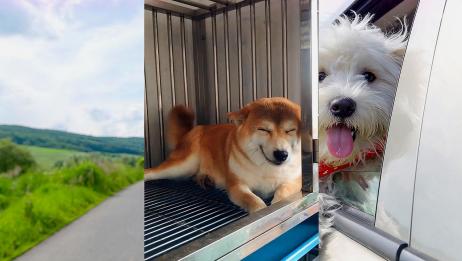 柴犬抱着布偶睡觉 表情真是让人萌化了 主人 这是我们家的啊 相关视频 柴犬见到主人回家 兴奋的和主人分享自己的宝贝 都快被它萌化了 爱言情