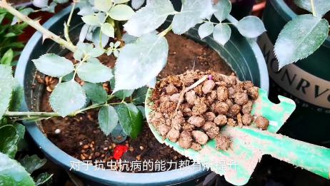 月季施肥的方法 几种常用的肥料 推荐大家使用有机肥 爱言情 月季施肥的方法 几种常用的肥料 推荐大家使用有机肥 爱言情