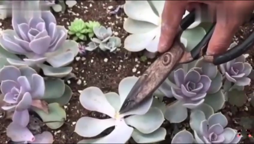 多肉紫珍珠怎么养