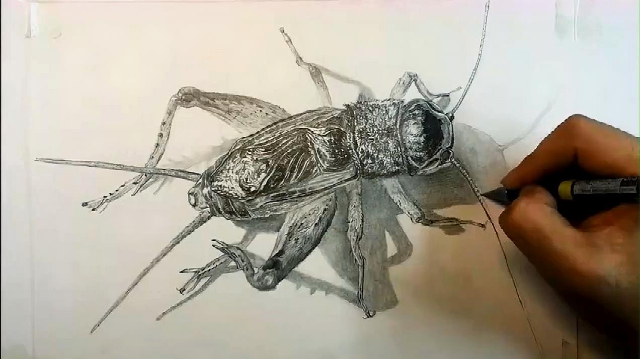 素描达人教你画一只可爱的蟋蟀,棱角分明,栩栩如生,超厉害!