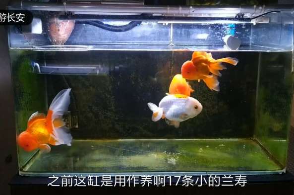 适合养金鱼的鱼缸尺寸 百度 适合养金鱼的鱼缸尺寸 百度