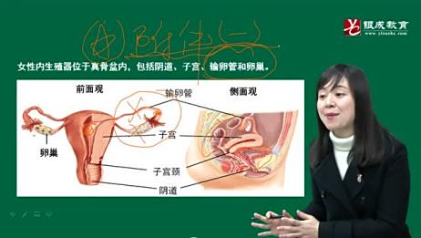 女性实体高清解剖图 百度 女性实体高清解剖图 百度