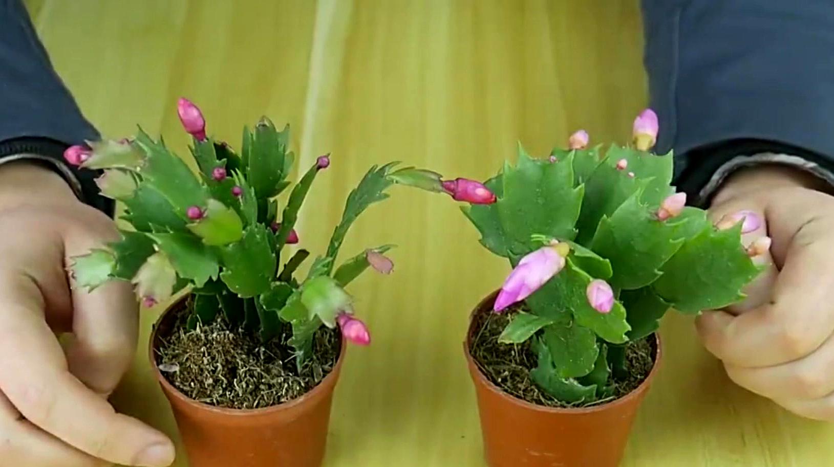 02:17  来源:好看视频-蟹爪兰,这样浇水,一片叶能长出5个侧芽,开花