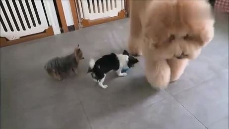 大型泰迪犬和小型犬一起玩耍 哈哈这个身高差好可爱 爱言情