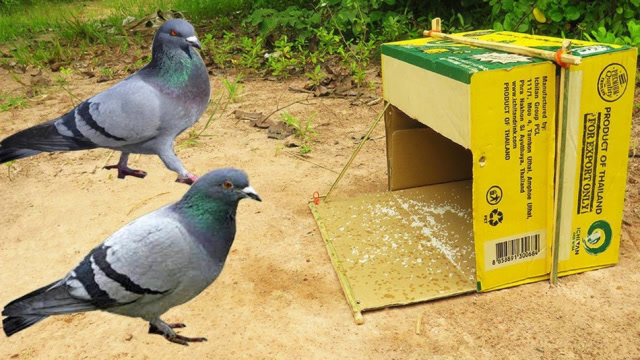 乡村牛人野外捕鸟,用纸箱加工成捕猎陷阱,贪吃鸟这下悲剧了