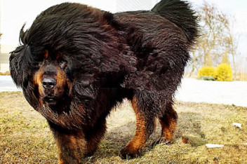 妈妈全吃了,查明起因后,狗主人后悔不已来源:哔哩哔哩发布时间:2021-0