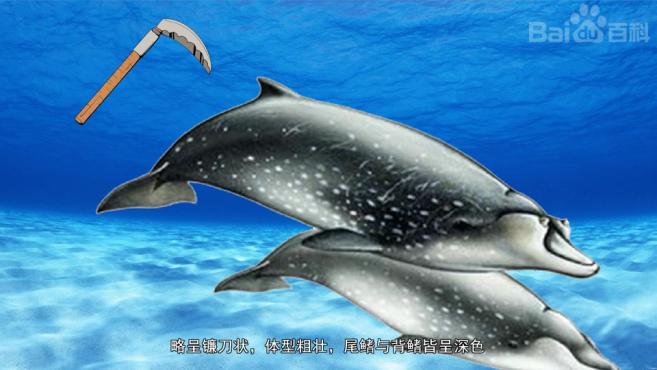 原来希氏剑吻鲸长这样