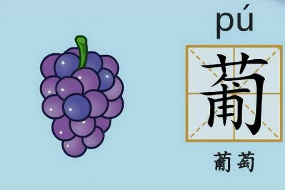 葡萄的拼音 百度 葡萄的拼音 百度