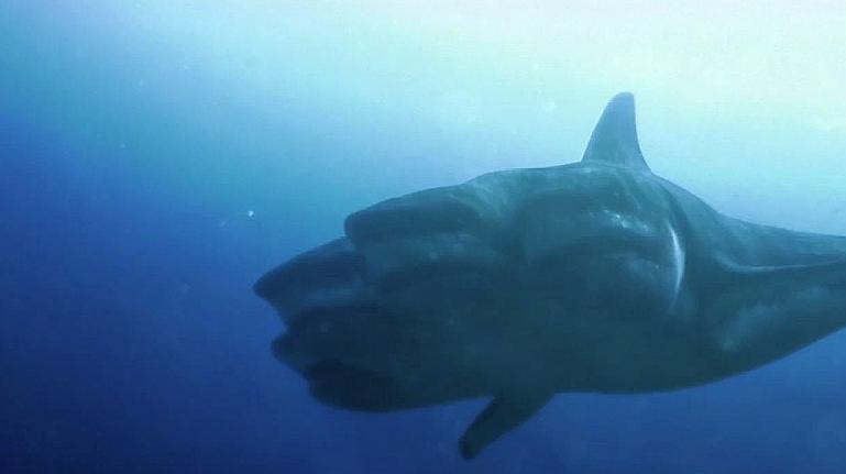 《夺命五头鲨》强势来袭,让你看看谁才是海洋真正的霸主!