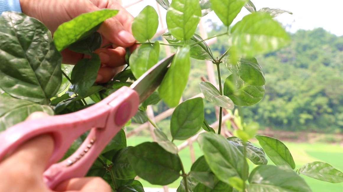 茉莉花养护做好修剪