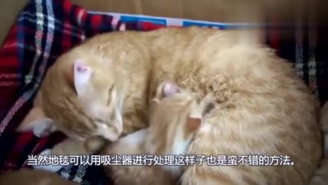 猫咪得了猫藓 在这分享一点治疗猫藓的小方法了 爱言情