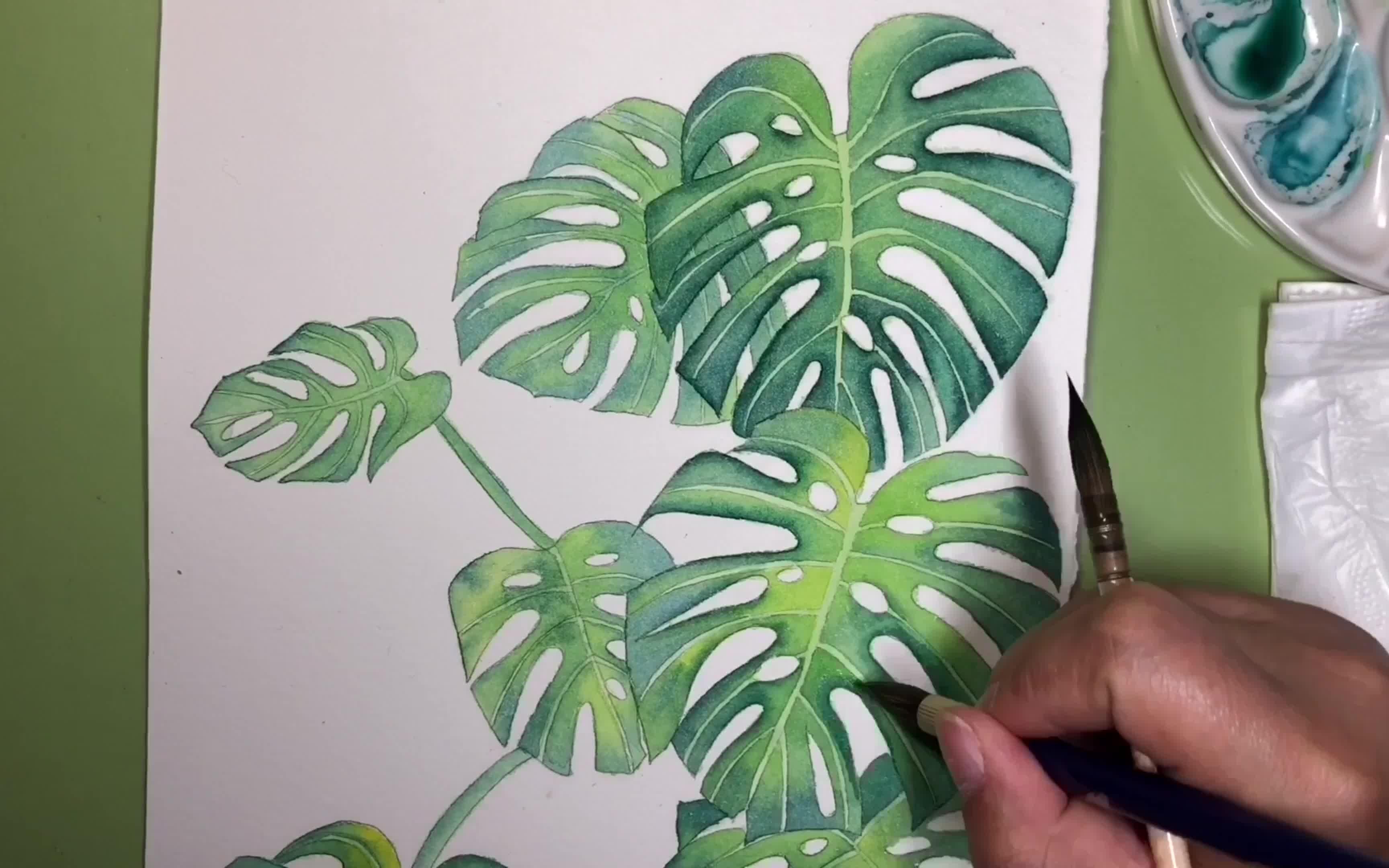 手绘水彩画-绿油油的龟背叶