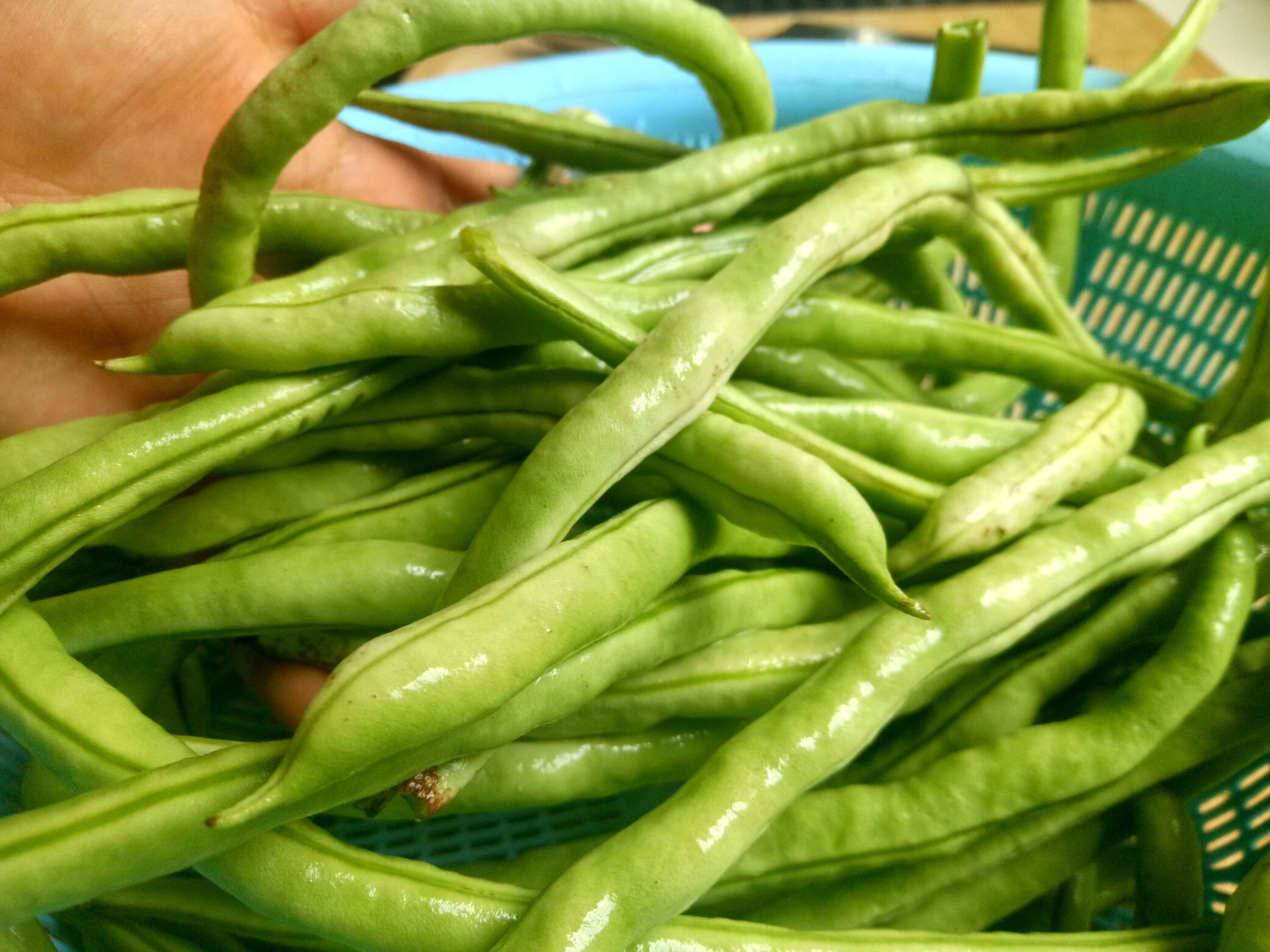 四季豆怎么烹煮更美味?