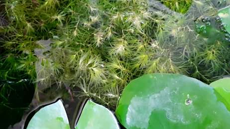 绿色的水草池 里面养的孔雀鱼很漂亮 主人很有品位 爱言情 绿色的水草池 里面养的孔雀鱼很漂亮 主人很有品位 爱言情