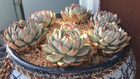 誉为多肉植物中的 杨贵妃 吉娃娃 爱言情