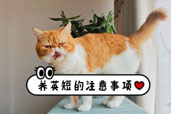 英短一般能跳多高 百度视频搜索 英短一般能跳多高 百度视频搜索
