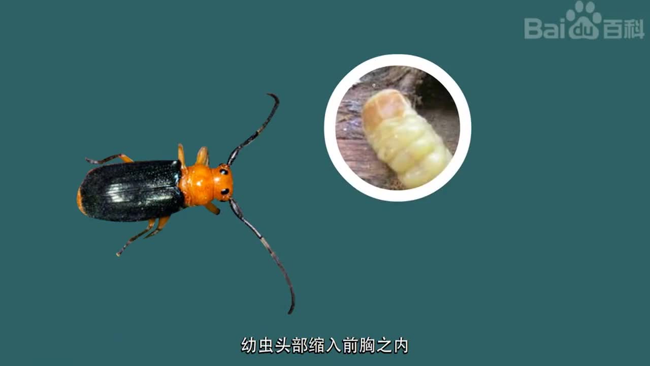 带你认识不同种类的天牛
