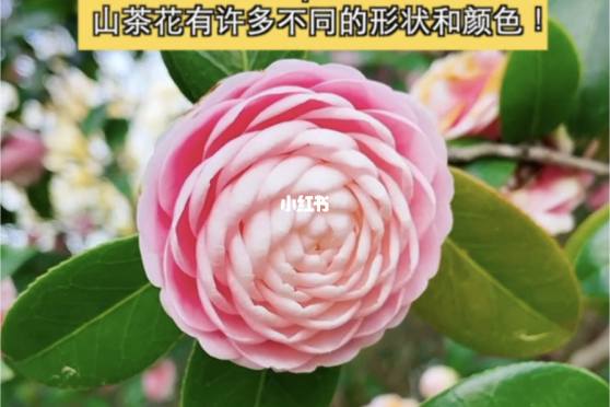 山茶花的英语 百度