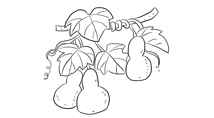 3葫芦简笔画教程:首先画出一根长长的枝蔓,然后画出缠绕在藤上的叶子