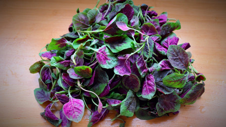 紫菜苋图片