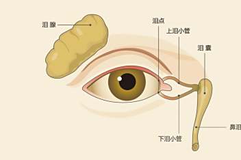阿托品正确按压泪囊图片_百度视频搜索