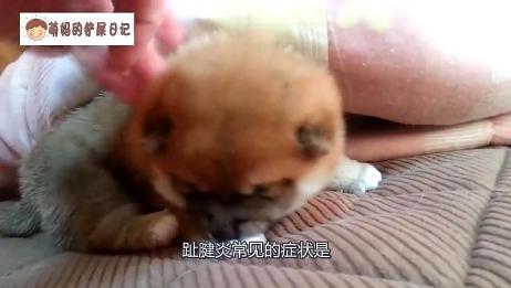关于狗狗趾间炎的几个治疗方法 爱言情